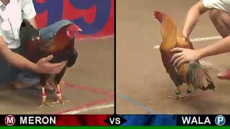 What is the form of Philippine online cockfighting?