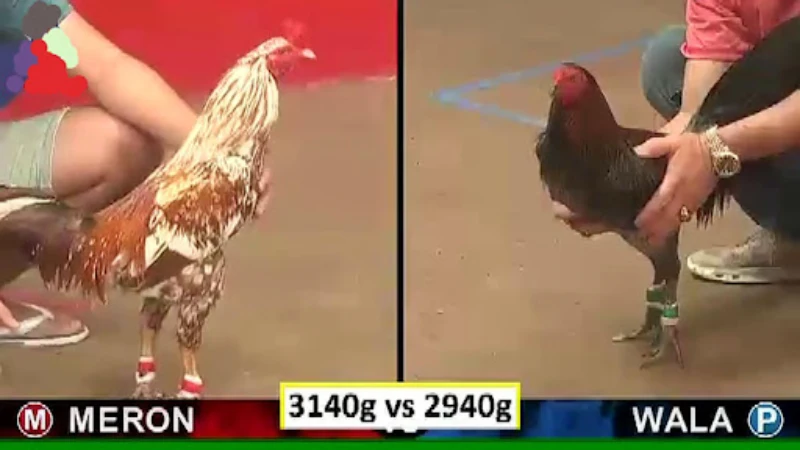 What is it about Philippine cockfighting that attracts players?
