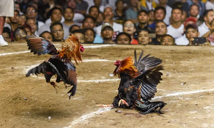 Instructions for playing live cockfighting in the Philippines